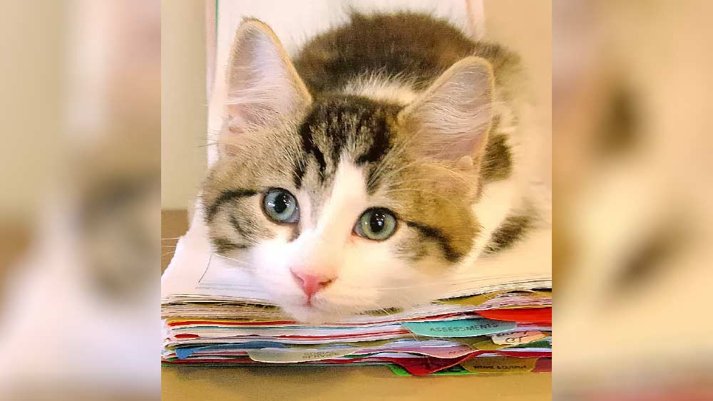 আবার অনেকে এ-ও মনে করতেন যে, অস্কারের গল্প স্রেফ বুজরুকি। অস্কারের এ রকম কোনও ক্ষমতাই ছিল না। একটা-দু’টো দৈবাৎ ঘটনাকে অতিরঞ্জিত করেছেন ওই চিকিৎসাকেন্দ্রের কর্মীরা।