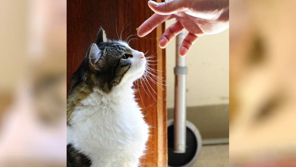 ২০১৫ সাল পর্যন্ত অস্কার প্রায় ১০০ জনের মৃত্যুর ভবিষ্যদ্বাণী করেছে বলে ওই হাসপাতালের চিকিৎসা কর্মীদের দাবি।