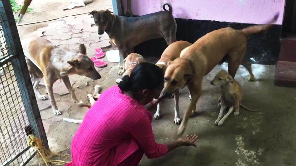 মেঙ্গালুরুর বাসিন্দাদের ঘরে পরিচারিকার কাজ করে সংসার চালান রজনী। তিন মেয়ে, স্বামীকে নিয়ে টানাটানির সংসারে হাজারো চাহিদা মিটিয়েও পথকুকুরদের জন্য খাবারের বন্দোবস্ত করে চলেছেন তিনি।