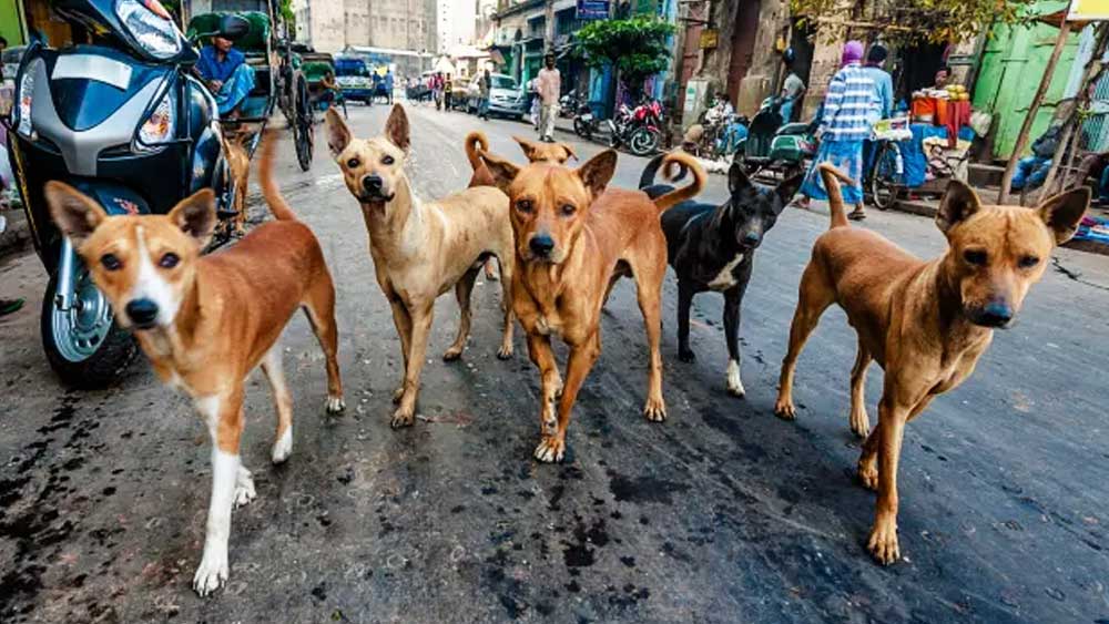 সংসারের নানা ঝক্কি সামলেও পথকুকুরদের জন্য খাবার তৈরির সময় বার করে নিয়েছেন রজনী। এ কাজ করতে করতেই বছর পনেরো কেটে গিয়েছে। 
