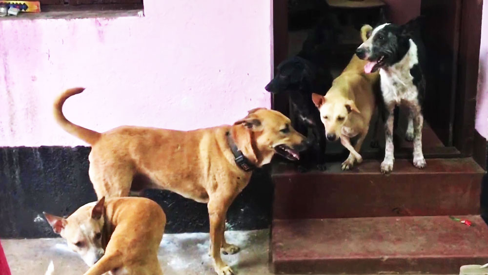 কুকুরদের মুখে খাবার তুলে দেওয়ার পাশাপাশি তাদের অনেককে নিজের বাড়িতে তুলে এনে চিকিৎসার বন্দোবস্তও করেন রজনী। নিজেই তাদের ক্ষতে ওষুধ লাগিয়ে দেন। রজনী বলেন, ‘‘কোনও কুকুরের চিকিৎসার প্রয়োজন হলে তাদের উদ্ধার করে বাড়িতে নিয়ে আসি। তাদের চিকিৎসা করি।’’