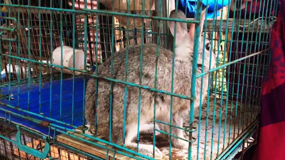 বছরের পর বছর ধরে অন্তরালে থাকা রজনীর এই কাহিনি বহু শিরোনামে জায়গা করে নিয়েছে। সংবাদমাধ্যমে প্রকাশিত রিপোর্ট অনুযায়ী, আজ পর্যন্ত দু’হাজার জীবজন্তুকে উদ্ধার করেছেন তিনি।