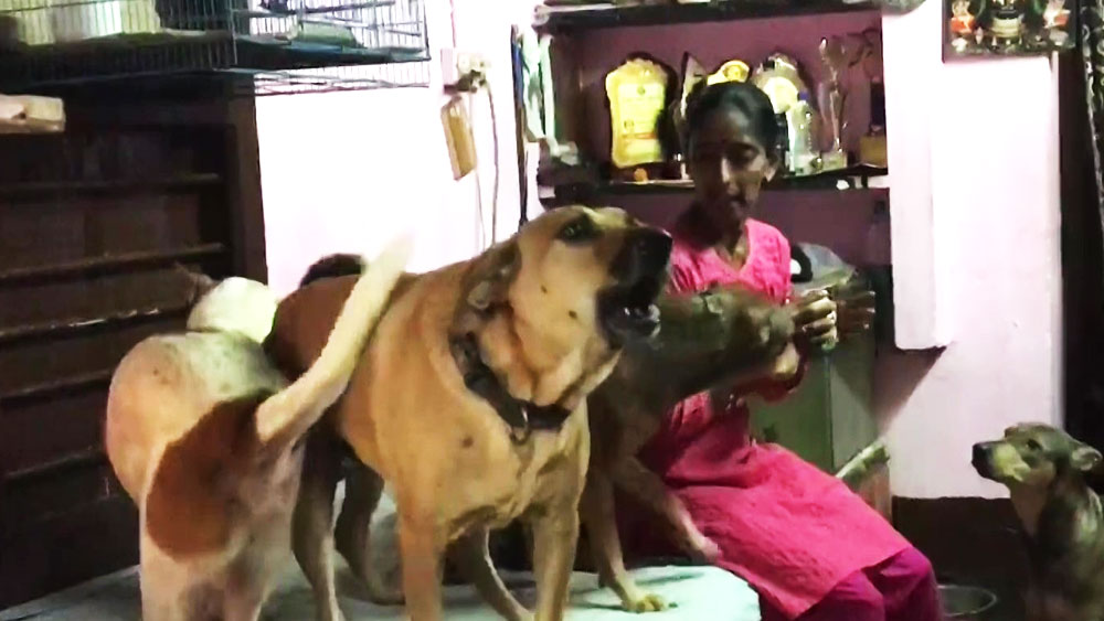 পথকুকুরদের খাবার জোগানোর পাশাপাশি কুকুর-বেড়াল, খরগোশ-সহ বহু পশুপাখিকেও উদ্ধার করেছেন রজনী।