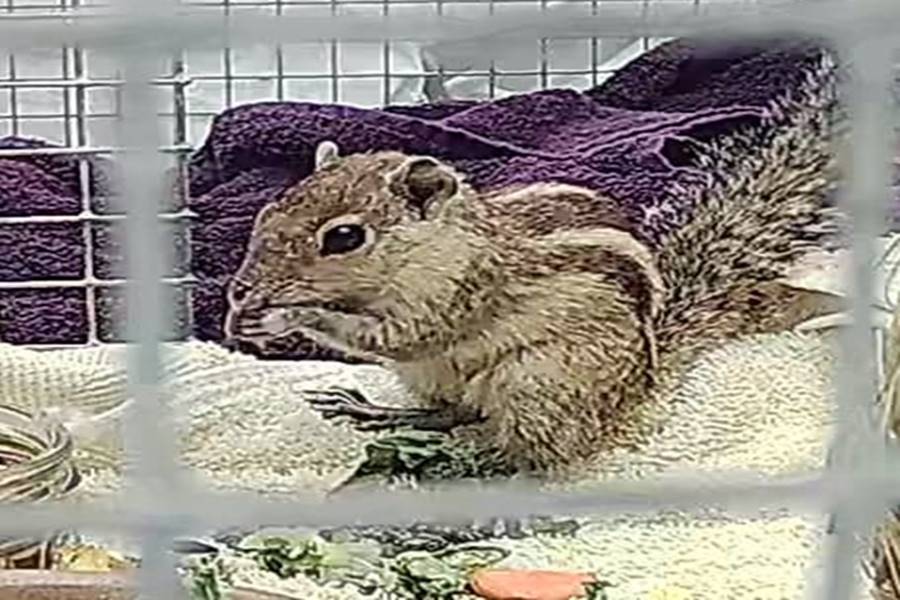 ভুল করে জাহাজে চড়ে কয়েক হাজার কিমি পেরিয়ে স্কটল্যান্ডে পৌঁছে গেল ভারতের কাঠবিড়ালি