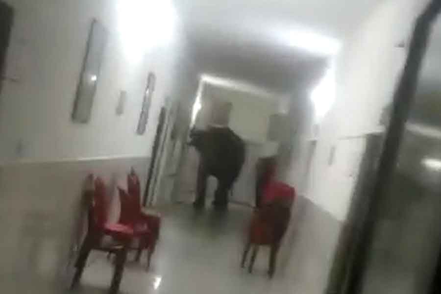 Two elephants entered the army camp hospital dgtld