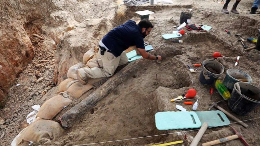 মাটি খুঁড়তেই বেরিয়ে এল আড়াই মিটার লম্বা দাঁত। খালি চোখে দেখে বোঝা যায় যে এই বিশালাকার দাঁত হাতির।