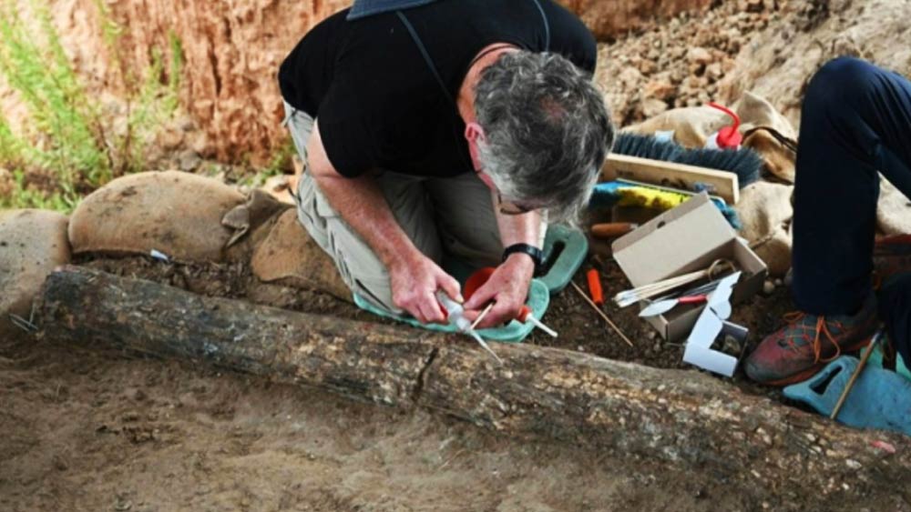 সেই দলের সদস্য জীববিজ্ঞানী এইটান মোর এই দাঁতের সন্ধান পান। পরিচালনার দায়িত্বে থাকা আভি লেভি এই অনুসন্ধানের প্রশংসাও করেছেন।