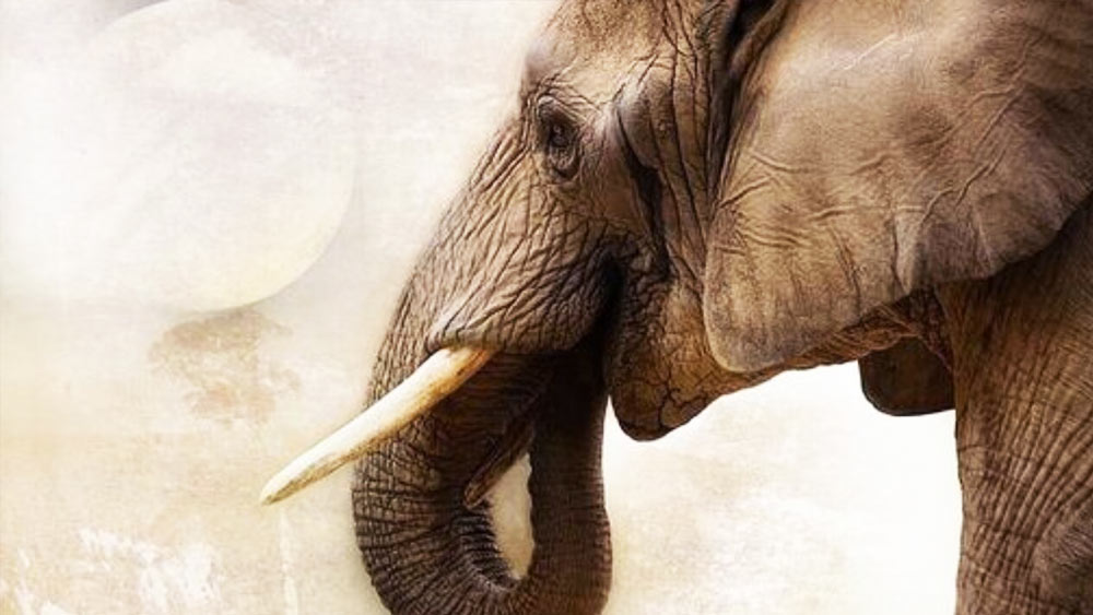 দাঁতটি এত বছর পরেও খুব ভাল ভাবে সংরক্ষিত রয়েছে বলে জানান আভি। খোঁজ পাওয়ার পর গবেষণা শুরু করেন দলের সদস্যরা।