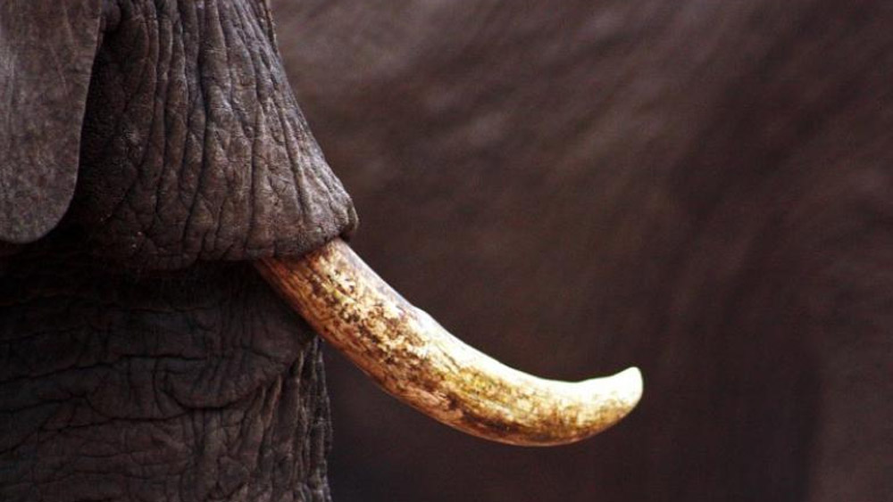 ২.৬ মিটার লম্বা এই একটি দাঁতের ওজনই প্রায় ১৫০ কেজি।