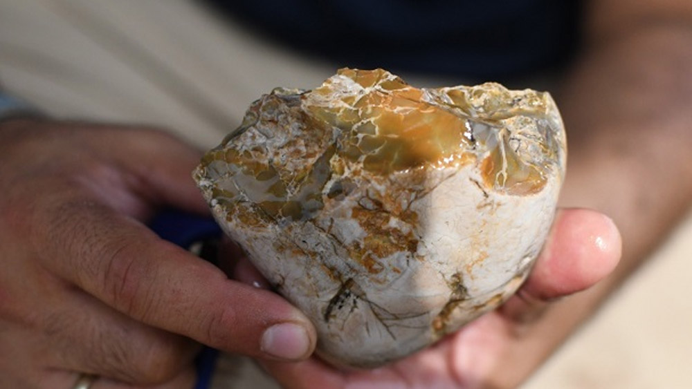 আভি আরও জানান, দাঁতের আকার দেখেই অনুমান করা যায় যে হাতিটি কতটা বড়। অর্থাৎ আফ্রিকায় হাতির যে বর্তমান প্রজাতিগুলি রয়েছে তার থেকে আকারে ও ওজনে এই হাতি বহু গুণ।