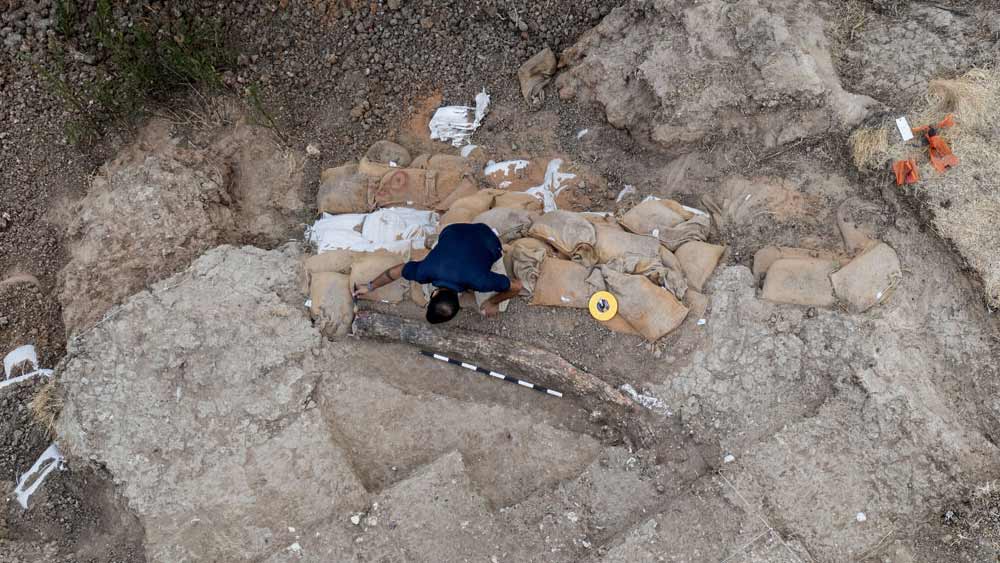 আইএএর তরফে জানানো হয়েছে, গবেষণার কাজ শেষ হলে এই দাঁতটি জেরুসালেমের ন্যাশনাল ক্যাম্পাস ফর দ্য আর্কিয়োলজি অব ইজরায়েলের প্রদর্শনী হলে পাঠিয়ে দেওয়া হবে।