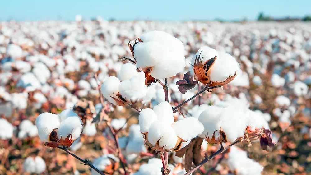 সাউথ ক্যারোলিনা, ভার্জিনিয়া, ফ্লোরিডা, আলাবামা, লুইজিয়ানা, টেক্সাস এবং দক্ষিণের আরও কয়েকটি জায়গায় লবণের প্রাচুর্য ছিল প্রচুর। এখানকার লবণের খনি থেকেই সেনারা লবণ সংগ্রহ করত। ইউনিয়নের নেতারা ভাবলেন, যদি এই খনিগুলি ধ্বংস করা যায়, তা হলে সেনাবাহিনী লবণের অভাবে খাদ্য স়ঞ্চয় করে রাখতে পারবে না। ফলে এক জায়গায় বেশি দিন থাকাও তাদের পক্ষে সম্ভব হবে না।