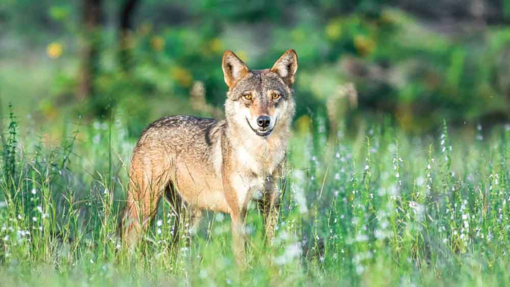 এক দল নেকড়ের সঙ্গে ওই জঙ্গলে দিনাকে দেখতে পেয়েছিলেন শিকারিরা। দিনার বয়স তখন মাত্র ছয়।