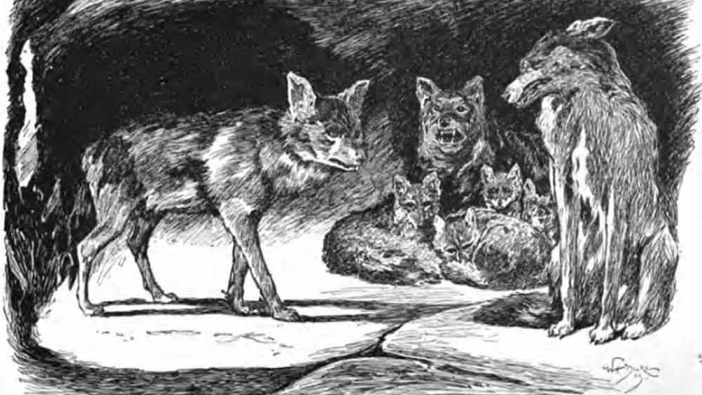 শিকারিদের দাবি, নেকড়েদের সঙ্গেই মানবশিশুটি গুহার মধ্যে ঢুকে যায়। তখন তাঁরা স্থির করেন, শিশুটিকে নেকড়ের দলের হাত থেকে উদ্ধার করবেন।