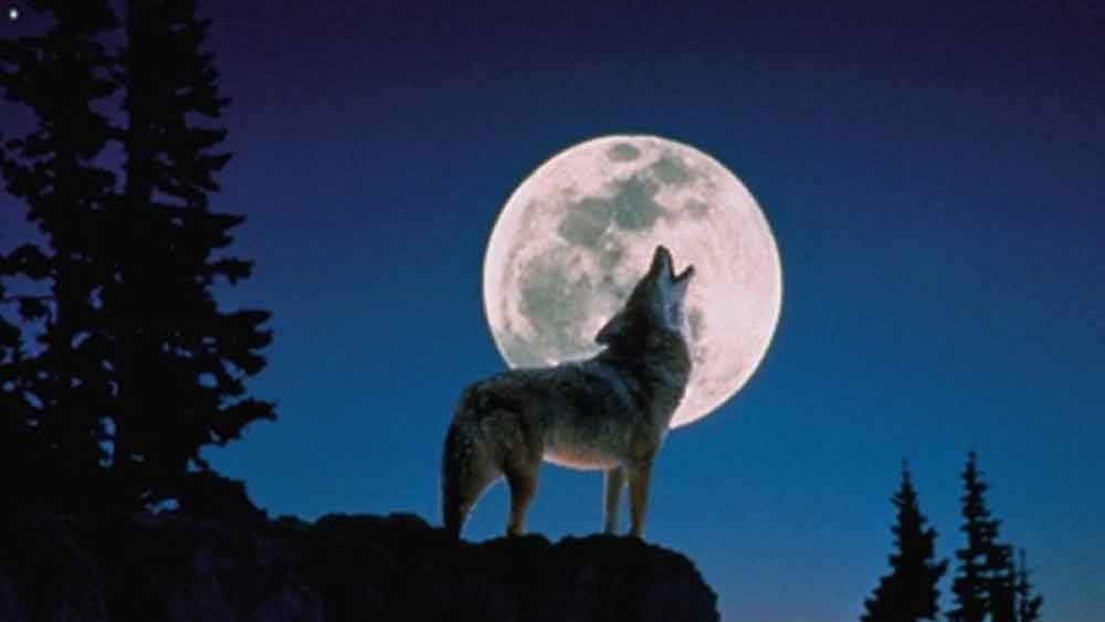 কিন্তু উদ্ধারকাজ অত সহজ ছিল না বলে দাবি করেছেন শিকারিরা। ওই দলে যে মেয়ে নেকড়েটি ছিল, সেটিকে হত্যা করার পরই শিশুটিকে উদ্ধার করা সম্ভব হত।