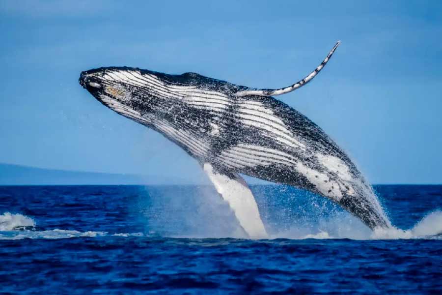 Whale vomit worth 10 crore rupees seized in up, why is it so costly dgtl