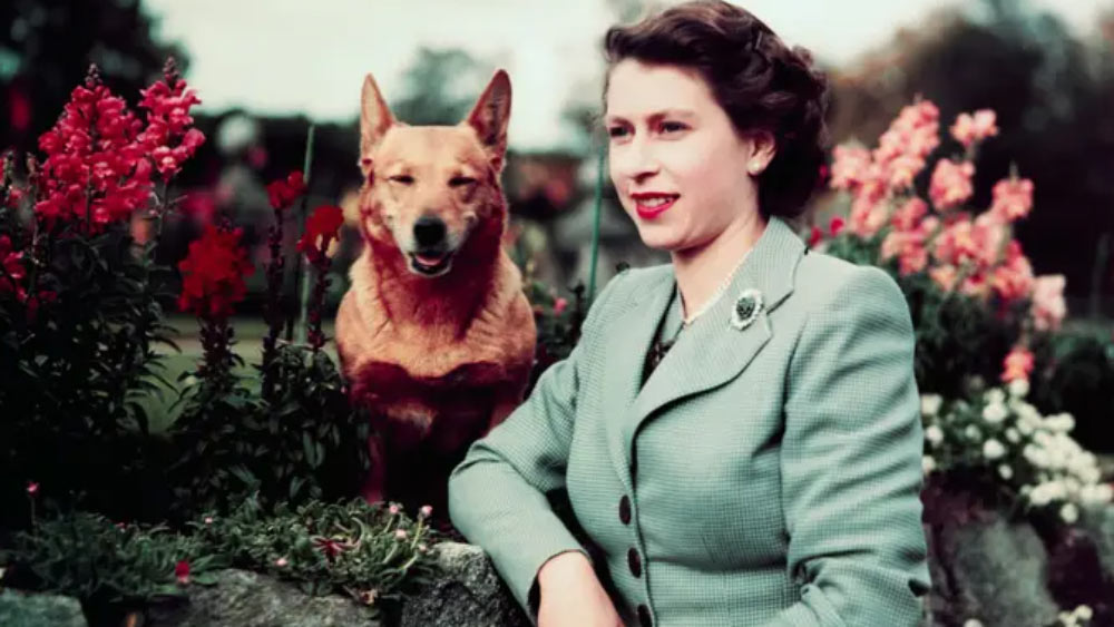 কর্গি প্রজাতির কুকুর রানি বড়ই প্রিয় ছিল। সারা জীবনে তিরিশটিরও বেশি কর্গির মালিক হয়েছিলেন। তাদের জন্য বিশেষ প্রশিক্ষকের ব্যবস্থা ছিল। তবে সেই প্রশিক্ষকই জানাচ্ছেন, এলিজাবেথ নিজেই একজন দক্ষ কুকুর প্রশিক্ষক ছিলেন।