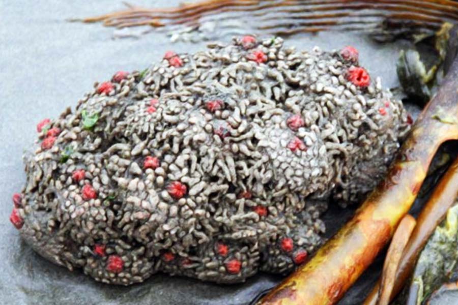 কিন্তু কখনও ভেবেছেন রাস্তায় চলাফেরার পথে পাথরে পা পড়ার পর সেই পাথর থেকে রক্ত বেরোতে শুরু করবে? কোনও ফ্যান্টাসি ঘরানার গল্প অথবা সিনেমাতে নয়, বরং এই পাথরের অস্তিত্ব বাস্তবেই রয়েছে।