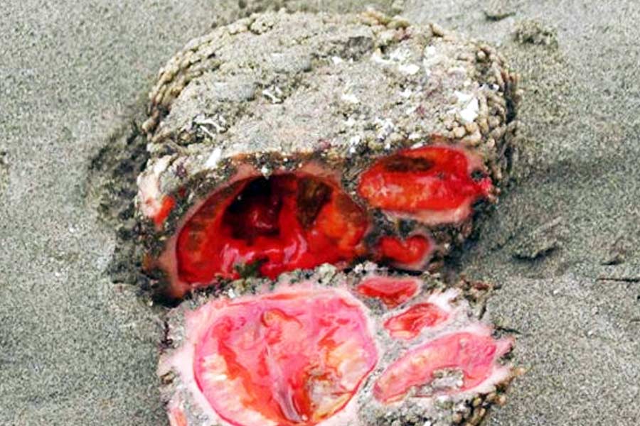 জীবন্ত এই পাথরের আসল নাম ‘প্যুরা চিলেনসিস’। পেরু এবং চিলির বিভিন্ন এলাকায় এই পাথর পাওয়া যায়।