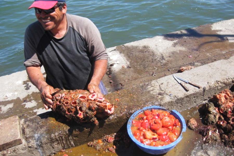 সমুদ্রের জলের গভীরে অন্ধকার পরিবেশে এই পাথর বেঁচে থাকে।