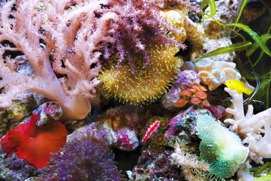 জীবন্ত পাথর খাদ্য হিসাবে জলের মধ্যে থাকা অণুজীব গ্রহণ করে।