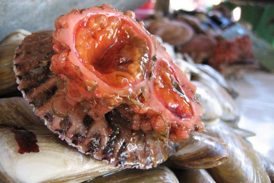 আবার এই পাথর-জীবগুলিকে খায় মানুষও। পেরু এবং চিলির স্থানীয়রা এই পাথরটির ভিতরের ‘মাংস’ খান।