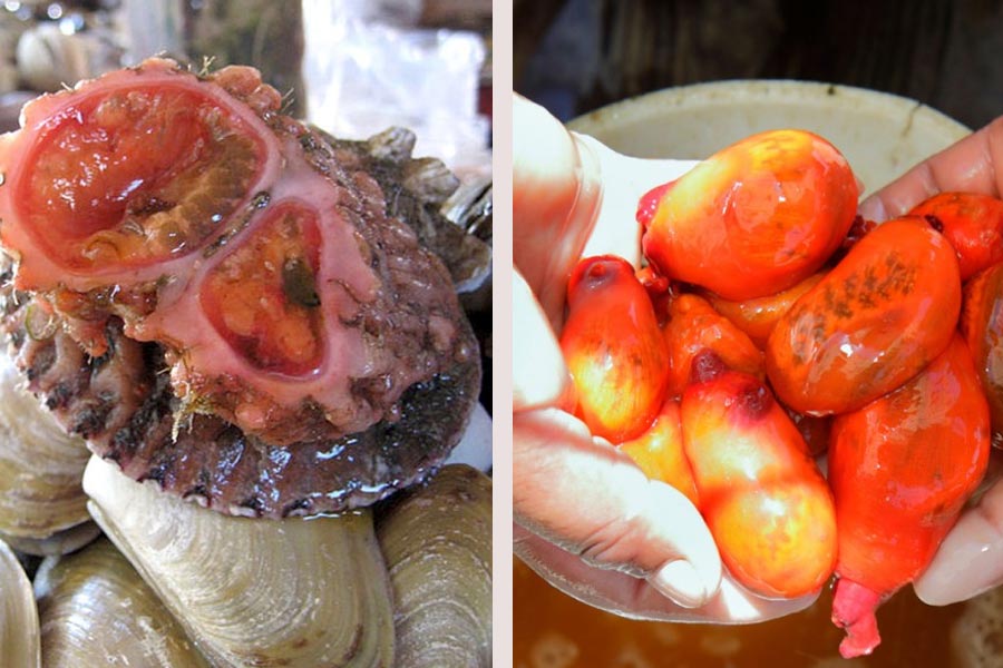 এই পাথর-জীবের অন্যতম বৈশিষ্ট্য হল, এর রক্তে ভ্যানাডিয়াম পাওয়া যায়।