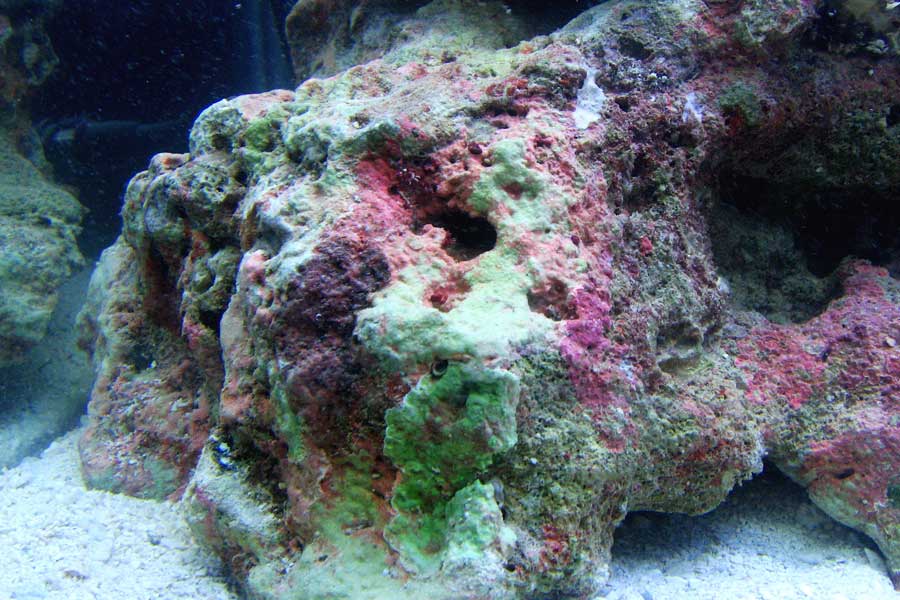 এই জীবগুলি পুরুষ হিসাবে জন্ম নিলেও পরিণত বয়সে আসার পর উভলিঙ্গে পরিণত হয়।