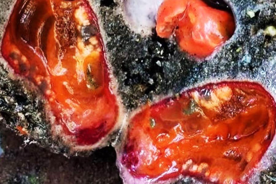 প্রজননের সময় তাদের শরীর থেকে একইসঙ্গে শুক্রাণু ও ডিম্বাণু উৎপন্ন হয়। মিলিত হয়ে ব্যাঙাচির মতো দেখতে জীব তৈরি হয়।