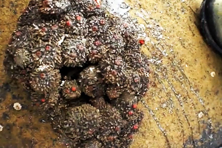 এগুলি পরে জলের ভিতরের পাথরের সঙ্গে লেগে থাকা অবস্থায় দীর্ঘ দিন থাকে।