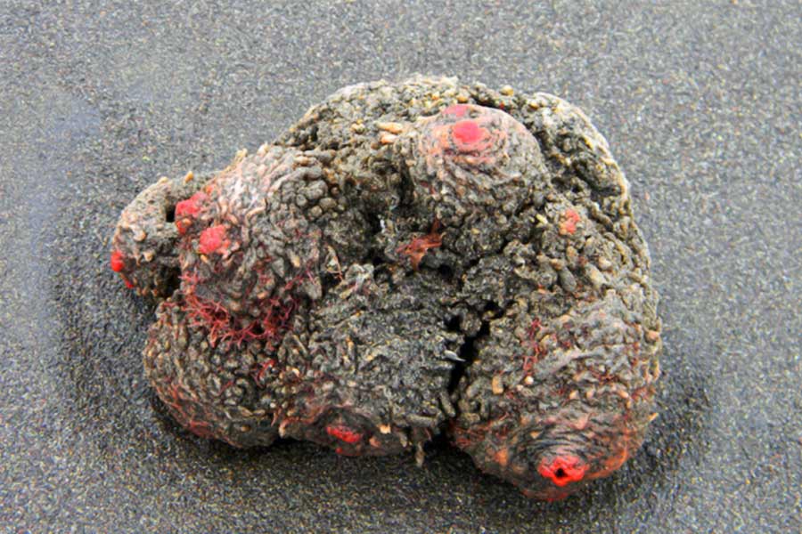 একটু বড় হওয়ার পর তাদের দেহ পাথর থেকে আলাদা হয়ে যায়। ‘সেল্ফিং’ নামের এই বিশেষ প্রক্রিয়ার মাধ্যমে জন্ম নেয় আরও একটি জীবন্ত পাথর।