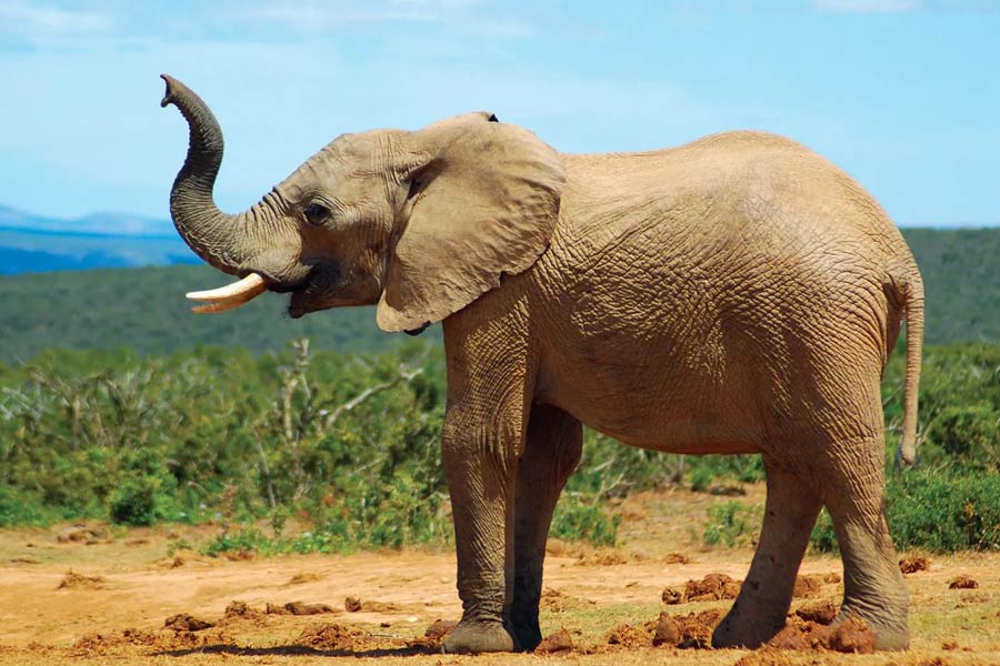 An Elephant Calf Can't Control Its Trunk For The First Year