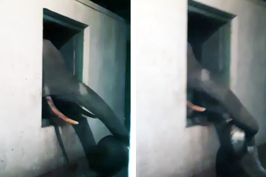 হাঁড়ি তুলে নিয়ে যাচ্ছে হাতি।