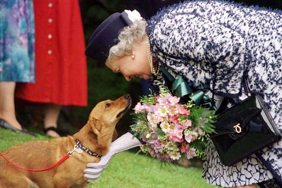 তাঁর মৃত্যুর পর যাতে কুকুরগুলির কোনও অসুবিধা না হয়, তার ব্যবস্থা করে গিয়েছেন রানি নিজেই। 