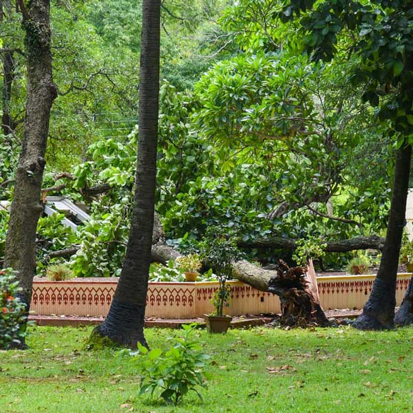 রাঙামাটি। যে দিকে চোখ যায়, শুধুই সবুজ গাছগাছালি। কোথাও কোথাও সুবিশাল সব গাছের ছায়া ভেদ করার সাধ্য নেই স্বয়ং সূর্যদেবেরও! প্রকৃতির এক অপার সৌন্দর্যের পীঠস্থান যেন রবীন্দ্রনাথ ঠাকুরের শান্তিনিকেতন। বঙ্গজীবনের এক ঐতিহ্য বয়ে বেড়াচ্ছে এই স্থান। কিন্তু সেই ঐতিহ্যে ক্ষত তৈরি হল। দু’টি শাল গাছ পড়ে ভেঙে গেল শান্তিনিকেতনের ঐতিহ্যবাহী ছাতিমতলা বেদি। 