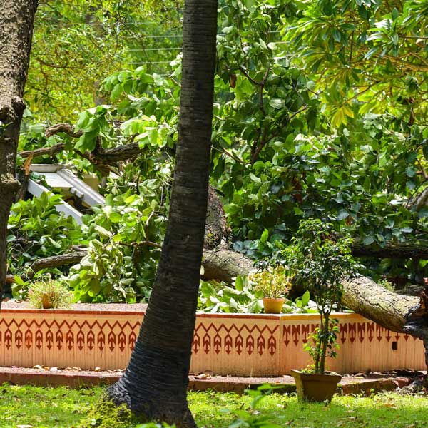 গত শনিবার, ১১ অগস্ট সকালে শাল গাছ ভাঙার ফলে ব্যাপক ক্ষতি হয়েছে ছাতিমতলার একাংশের। যে ঘটনায় বিশ্বভারতীর ঐতিহ্যের রক্ষণাবেক্ষণ নিয়ে প্রশ্ন তুলেছেন আশ্রমিক, প্রাক্তনী ও পড়ুয়ারা। 