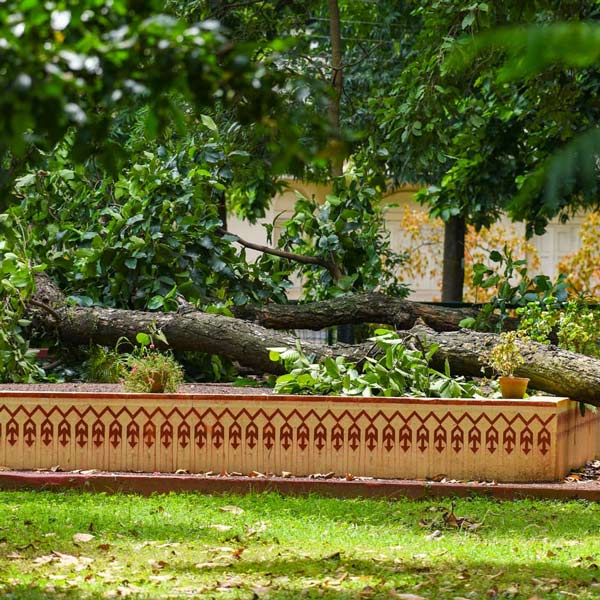  গাছ ভেঙে ছাতিমতলার ক্ষতি মেরামত করতে তৎপর হয়েছেন বিশ্বভারতী কর্তৃপক্ষ। তড়িঘড়ি ছাতিমতলার চারপাশ সবুজ কাপড় দিয়ে ঘিরে ফেলা হয়েছে। 