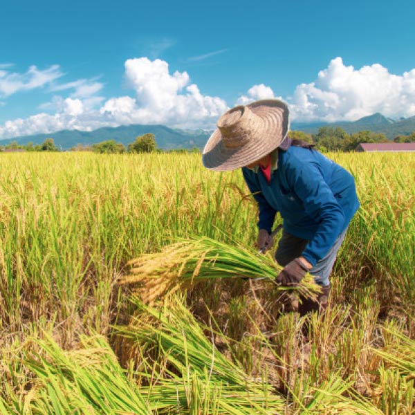 ১৫ একরের অনুর্বর জমিতে চাষ করে চাষযোগ্য জমিতে পরিণত করেছেন। গত ছয় দশক ধরে তিনি বিশ্বের নানা জায়গায় ঘুরে বেরিয়েছেন। এই বিশ্বকেই তিনি শিক্ষালাভের জন্য আদর্শ মনে করেন।