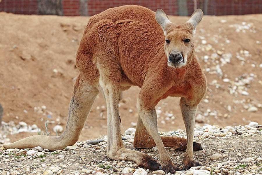 হামলা করে মালিকের উপর। প্রৌঢ়ের উপর পোষ্য ক্যাঙারু হামলা করেছে, এই খবর পেয়ে নিকটবর্তী অ্যাম্বুল্যান্সে পরিষেবায় খবর দেন এক আত্মীয়। 