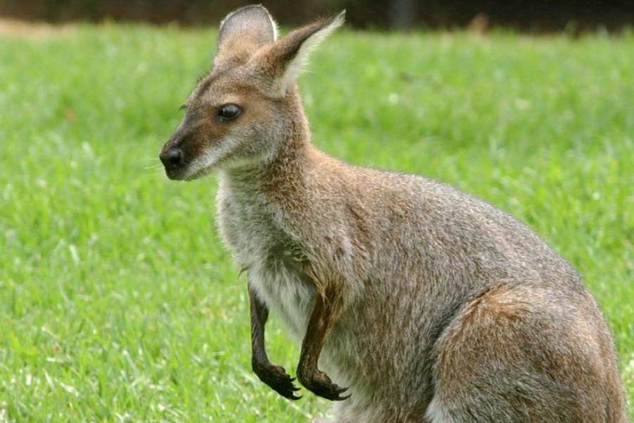 পুলিশ জানিয়েছে, ক্যাঙারুটিকে দেখা মাত্র গুলি করে মেরে ফেলার নির্দেশ দেওয়া হয়েছে। অস্ট্রেলিয়ায় ক্যাঙারুর আক্রমণে মানুষের মৃত্যুর খবর অতি বিরল। শেষ এমন খবর পাওয়া গিয়েছিল ৮৬ বছর আগে। 