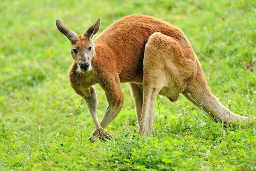 সিডনি মর্নিং হেরাল্ডে প্রকাশিত প্রতিবেদন অনুযায়ী, ১৯৩৬-এ এমনই একটি ক্যাঙারুর হামলায় প্রাণ গিয়েছিল এক ব্যক্তির। 