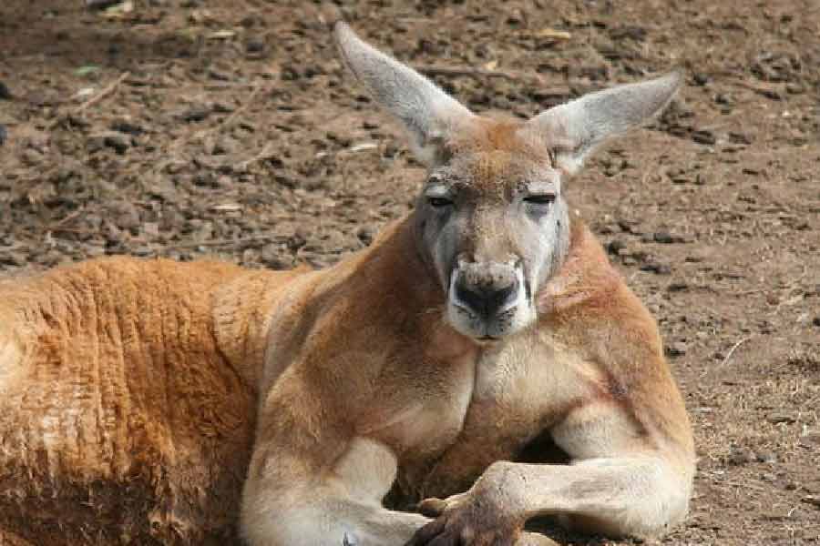 কিন্তু ক্যাঙারু হঠাৎ খেপে উঠল কেন? প্রশ্ন উঠছে। ঘাতক ক্যাঙারুটি কোন প্রজাতির তা এখনও জানা না গেলেও, পশ্চিম অস্ট্রেলিয়ায় ‘ওয়েস্টার্ন গ্রে’ প্রজাতির ক্যাঙারু পাওয়া যায়। তাদের গড় উচ্চতা হয় সাত ফুটের বেশি, ওজন ৭০ কেজি।