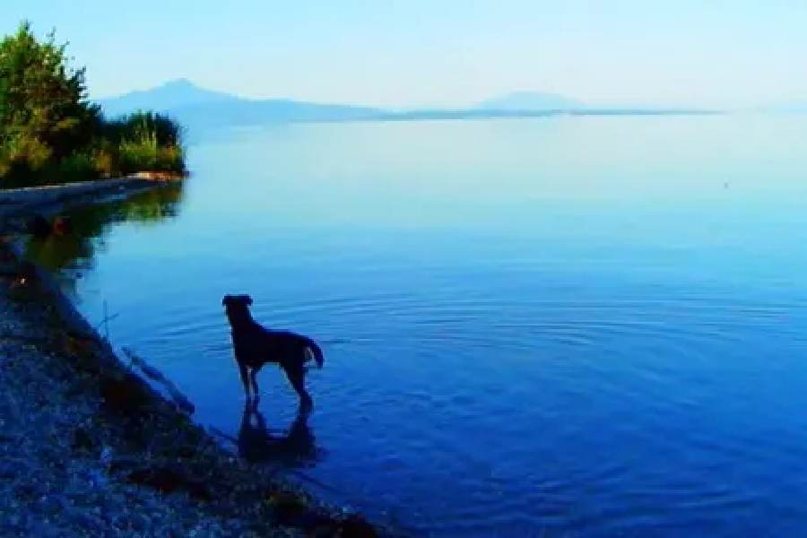 ‘গুডবাই টু ল্যাঙ্গুয়েজ’ ছবির একটি দৃশ্য।