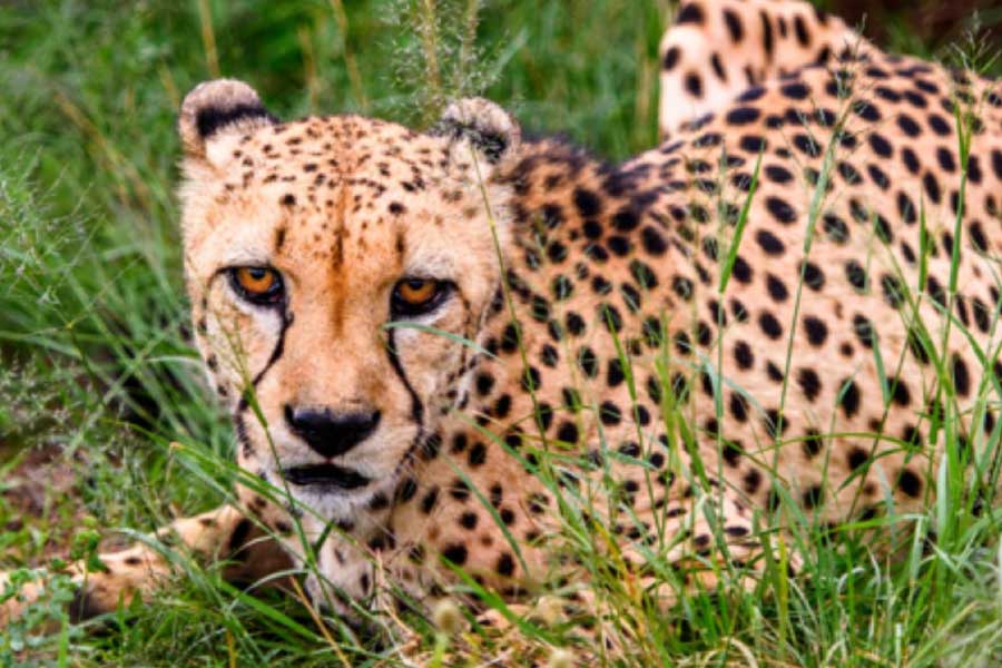 বিমানের ভিতরে থাকবেন এক জন পশুচিকিৎসক। যাত্রাপথে চিতাগুলির যাতে কোনও অসুবিধা না হয় তা দেখে রাখার জন্যই এই পশুচিকিৎসককে রাখা হবে বিমানের ভিতরে। প্রয়োজনে খাঁচা খুলে চিতাগুলির চিকিৎসা করার অনুমতিও দেওয়া হয়েছে ওই পশুচিকিৎসককে।