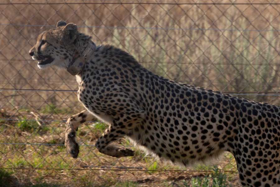 পশুচিকিৎসক ছাড়াও ওই বিমানে থাকবেন বিশেষ ভাবে প্রশিক্ষণ প্রাপ্ত বেশ কিছু নিরাপত্তারক্ষী।