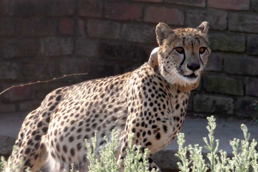 মূলত দূরপথে যাত্রার জন্যই তৈরি করা হয়েছিল বি-৭৪৭ বিমানটি।