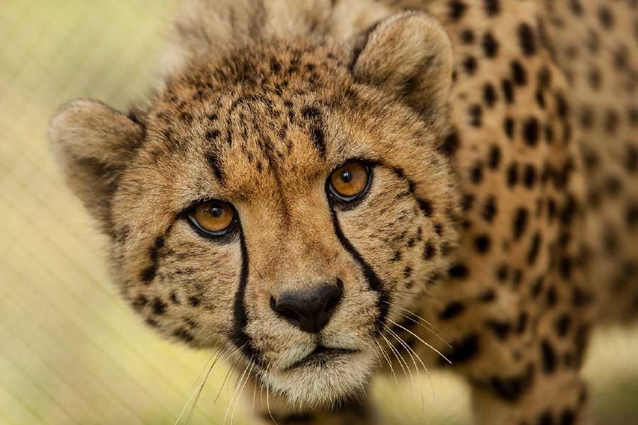 প্রসঙ্গত, ১৭ সেপ্টেম্বর এই কার্গো বিমানে করে রাজস্থানের জয়পুরে আটটি চিতা নিয়ে আসা হবে। এর মধ্যে রয়েছে পাঁচটি মহিলা এবং তিনটি পুরুষ চিতা৷ তার মধ্যে আবার দু’টি চিতা সম্পর্কে সহোদর। এক জোটে শিকার করাই নাকি তাদের অভ্যাস।