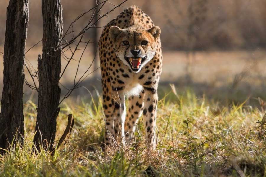 এর পর হেলিকপ্টার করে জয়পুর থেকে মধ্যপ্রদেশের শেওপুর এলাকার কুনো জাতীয় উদ্যানে নিয়ে যাওয়া হবে এই চিতাগুলিকে। সেখানেই তারা স্থায়ী ভাবে বসবাস করবে।