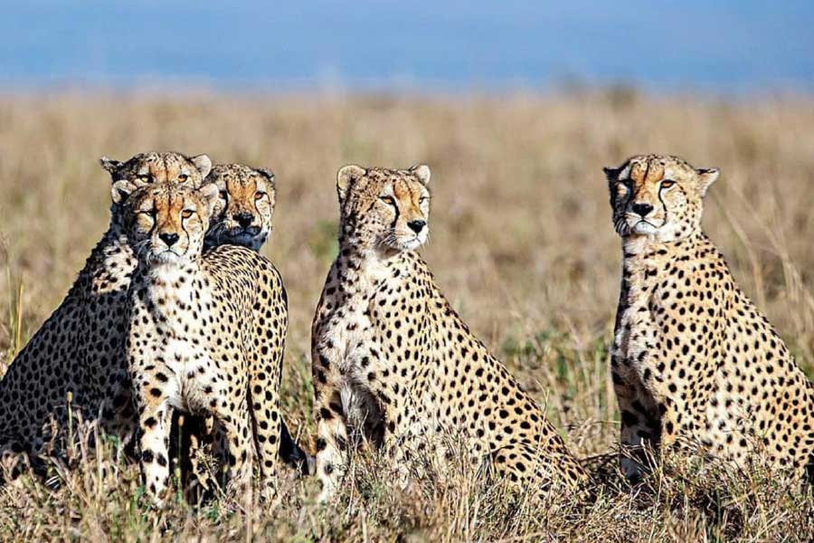 অতিরিক্ত শিকার এবং বাসস্থান ধ্বংসের মতো কারণে ভারত থেকে ধীরে ধীরে নিশ্চিহ্ন হয়ে গিয়েছে বিড়াল প্রজাতির এই প্রাণী।