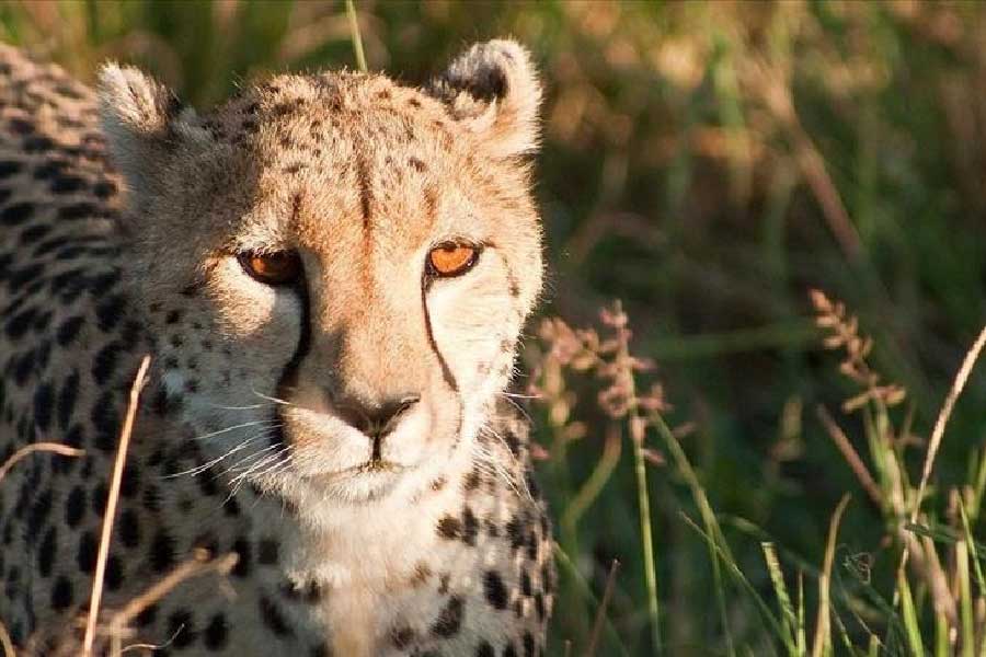 ১৯৪৭ সালে সরগুজার (বর্তমান ছত্তীসগঢ় রাজ্যে অবস্থিত) রামানুজ প্রসাদ সিংহদেওর গুলিতে কোরিয়ার শাল বনে মারা যায় ভারতের শেষ তিন চিতা।